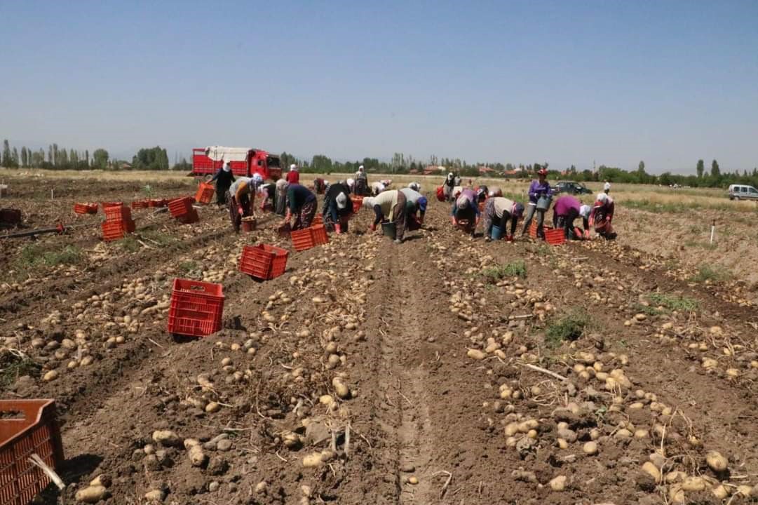 Sandıklı'da patates hasadı başladı