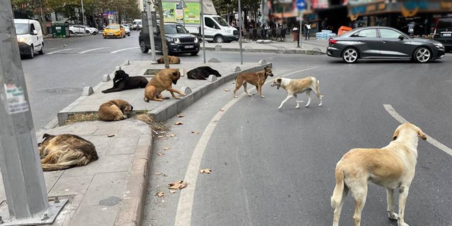Sokak Köpekleri Sorunu İçin Belediyeler Denetlenecek
